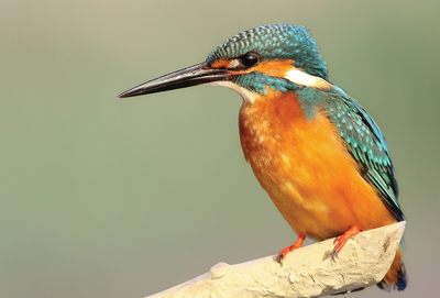 Kingfisher on a branch
