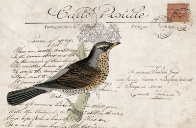 Collage with a bird