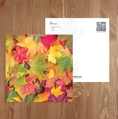 Autumn colorful leaves