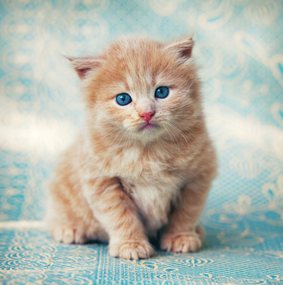 Ginger kitten