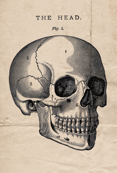 Head