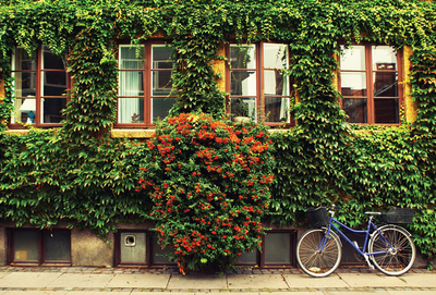 Blue bike & ivy