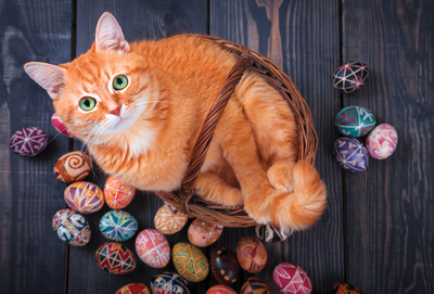 Red cat & Easter eggs