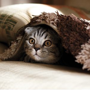 Cat Peekaboo