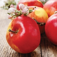 Apples