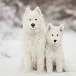 Winter Friends