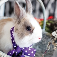 Easter bunny