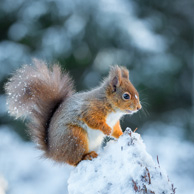 Winter squirrel