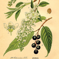 Prunus subg. Padus (bird cherries)