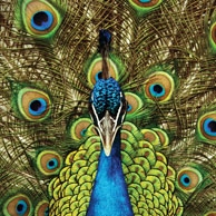 Peacock