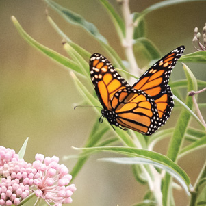 Monarch butterfly