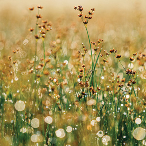Summer meadow