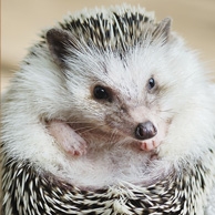 An African Pygmy Hedgehog
