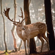 Deer in the forest