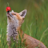 Red fox