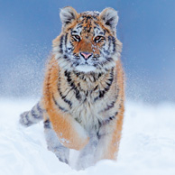 Tiger in the snow
