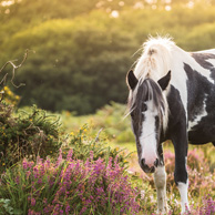 Wild pony horse on the moor